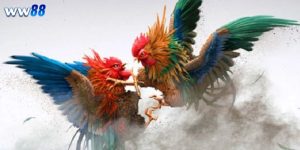 Chiến Thuật Chơi Đá Gà Tinh Tế, Cược Là Thắng